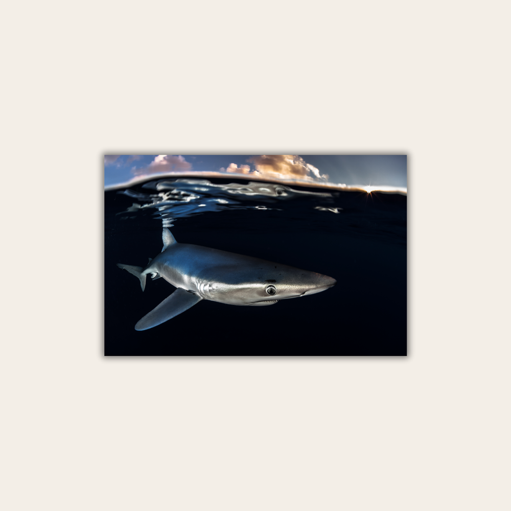 Blauhai 8.0 (Leinwandprint 60x90cm)