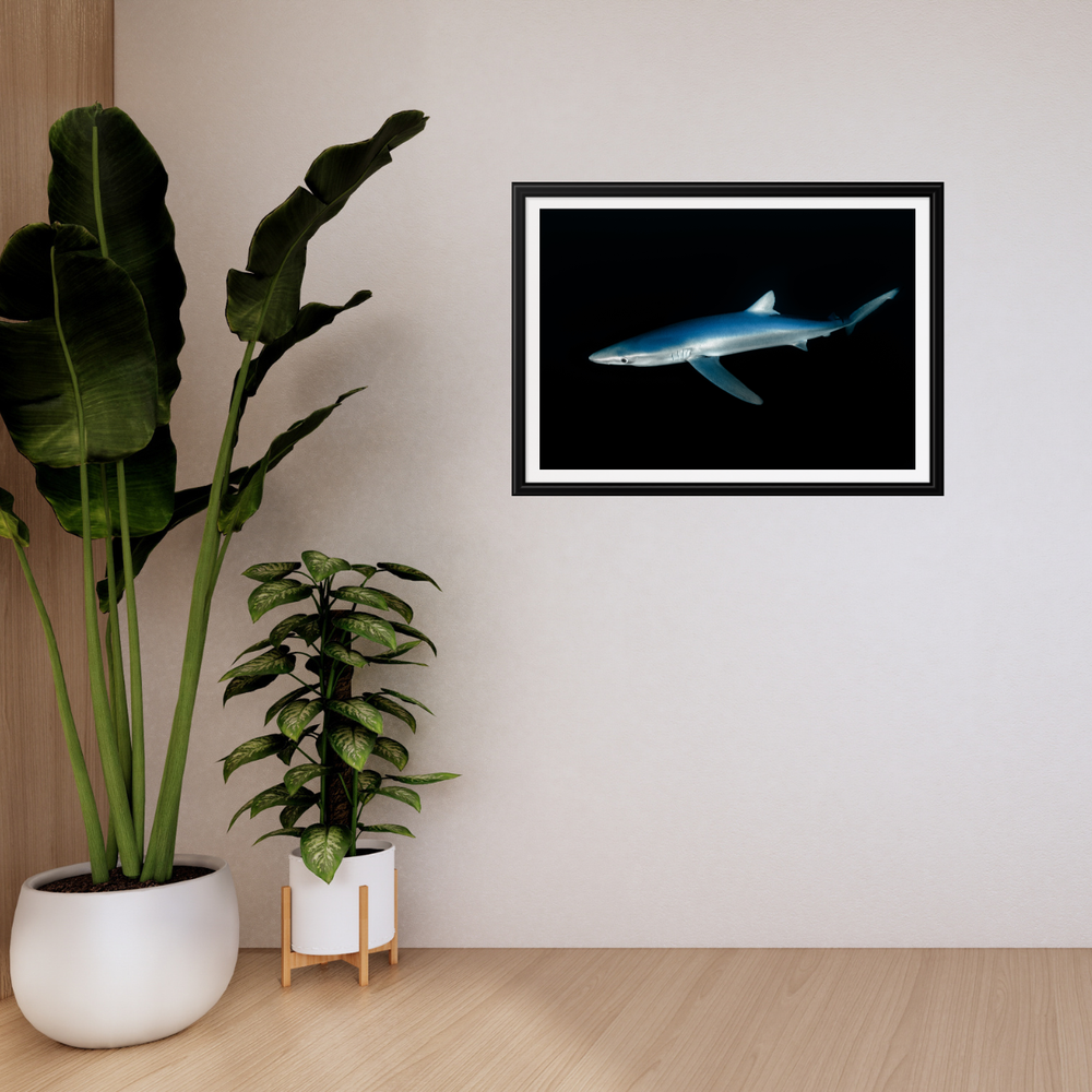 Blauhai 4.0 (Fine Art Print 30x45cm)