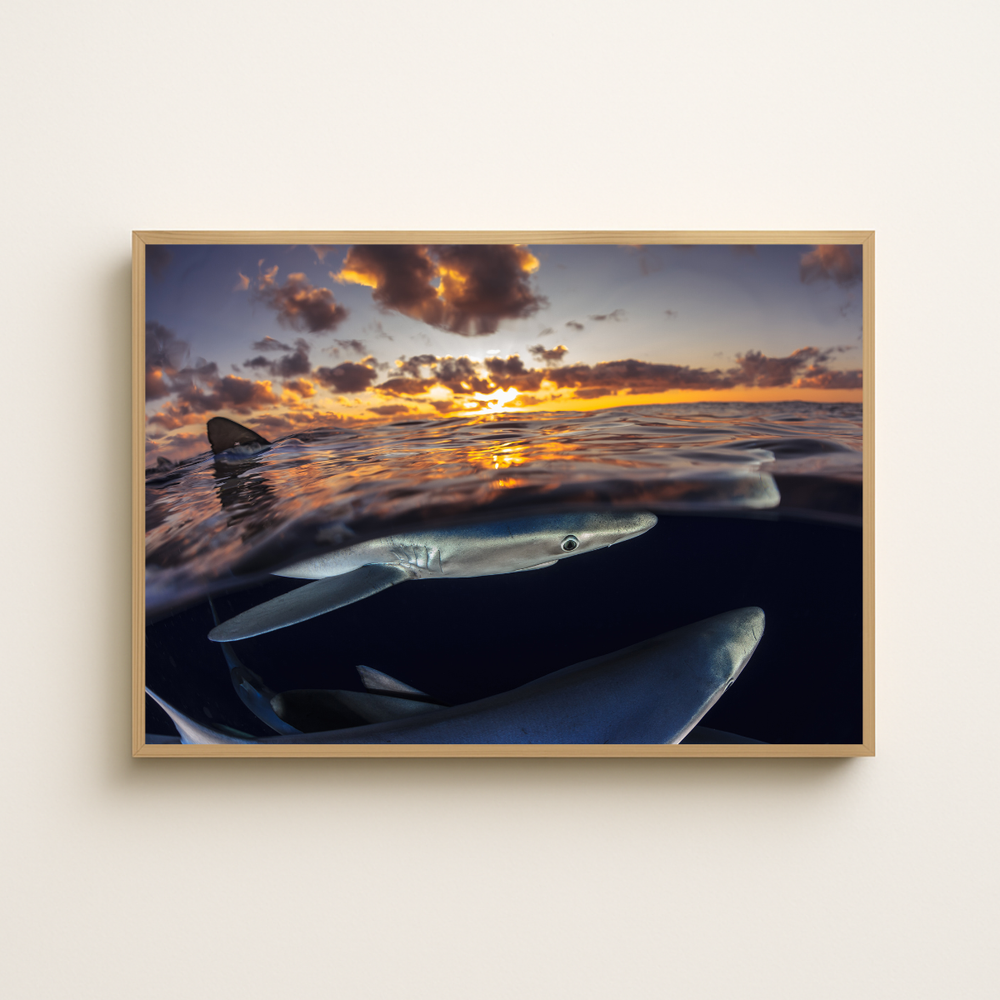 Blauhaie (Fine Art Print 30x45cm)