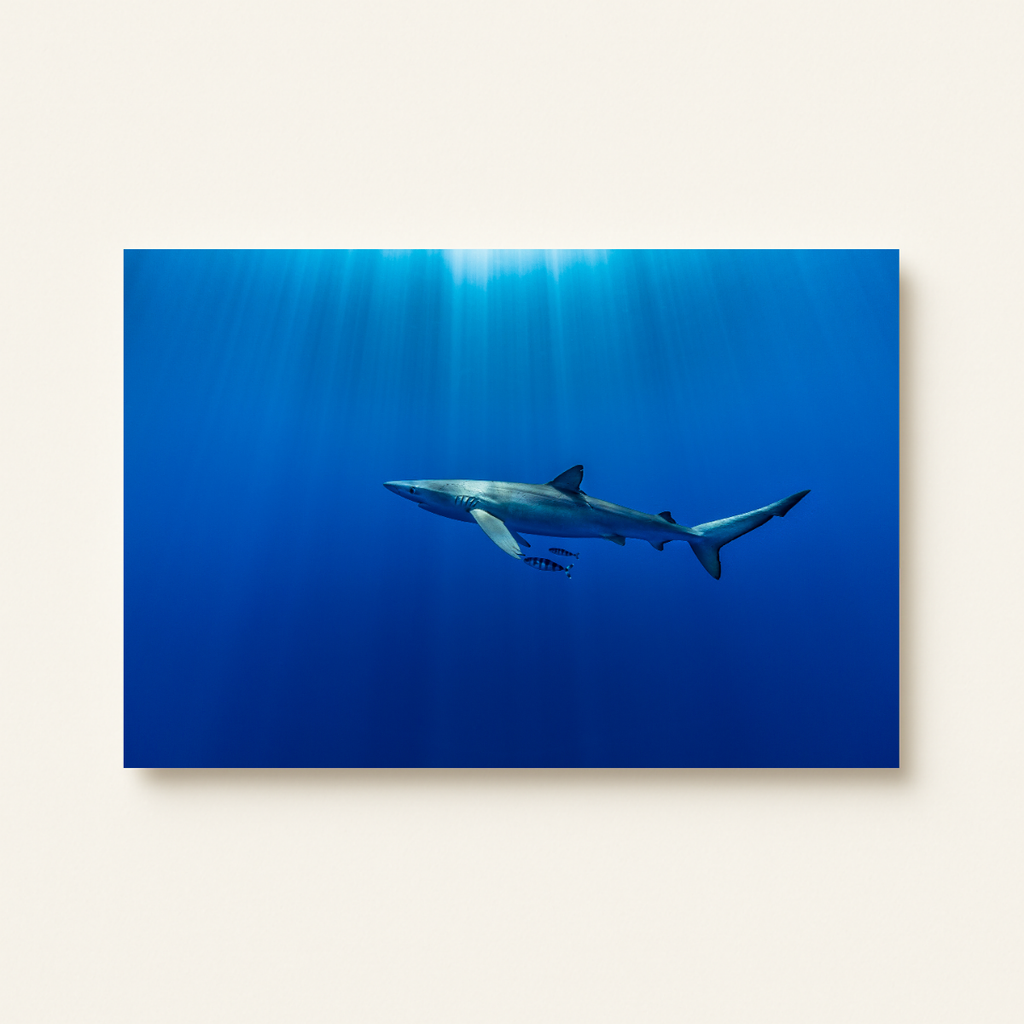 Blauhai 11.0 (Leinwandprint 60x90cm)