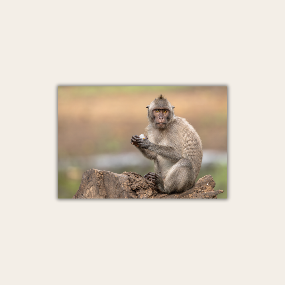 Makake 18.0 (Leinwandprint 60x90cm)