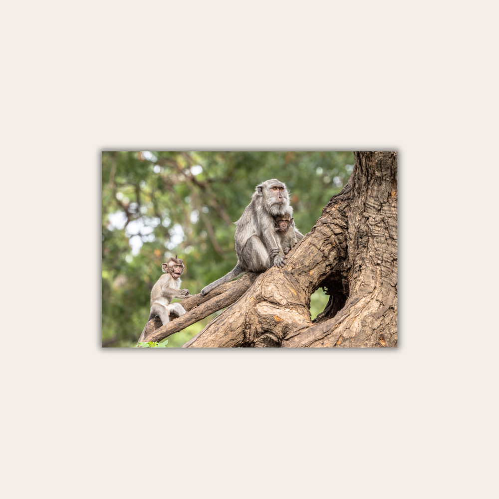 Makake 17.0 (Leinwandprint 60x90cm)