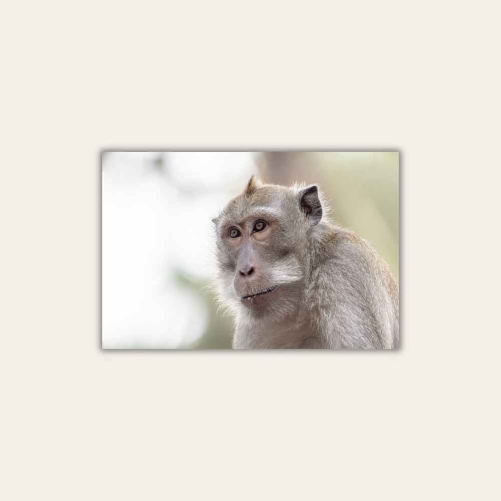 Makake 16.0 (Leinwandprint 60x90cm)