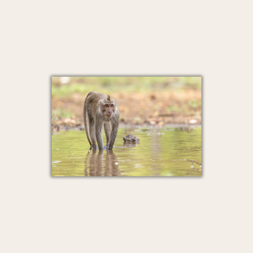 Makake 15.0 (Leinwandprint 60x90cm)