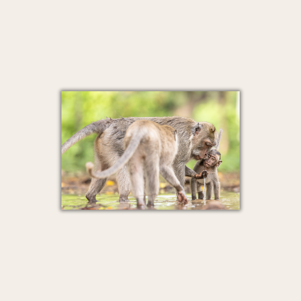 Makake 13.0 (Leinwandprint 60x90cm)