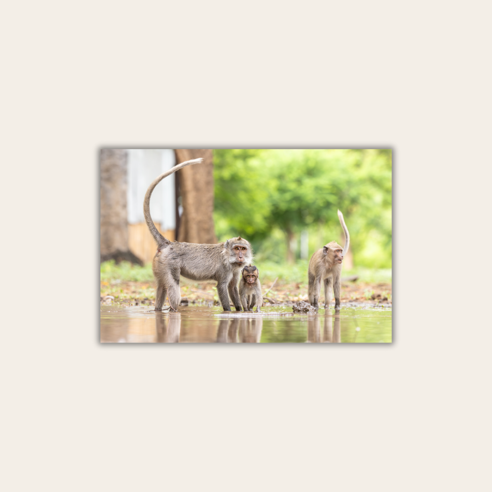 Makake 12.0 (Leinwandprint 60x90cm)