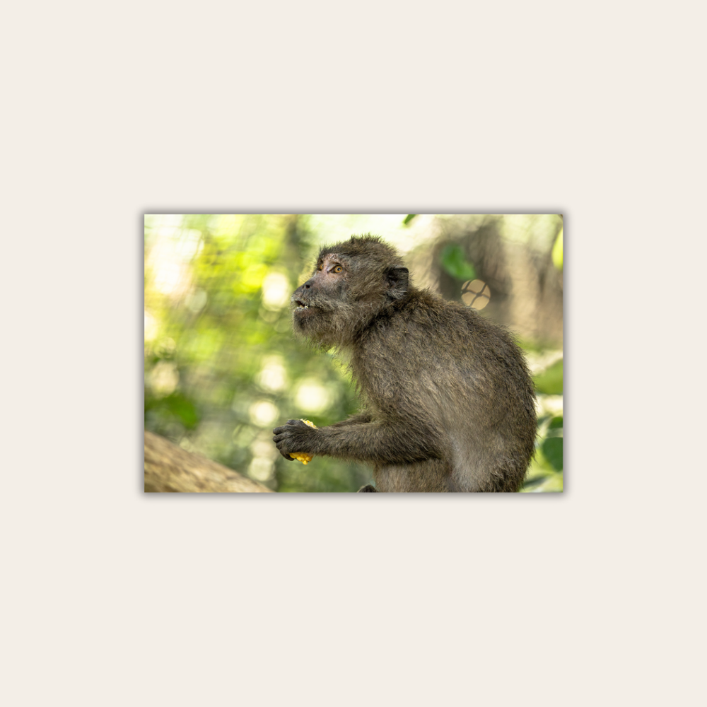 Makake 10.0 (Leinwandprint 60x90cm)