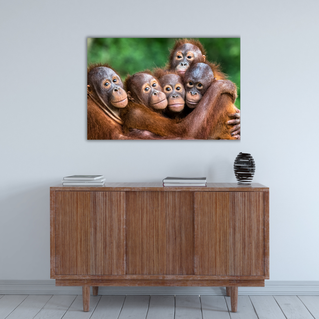 Orang-Utan (Leinwandprint 60x90cm)