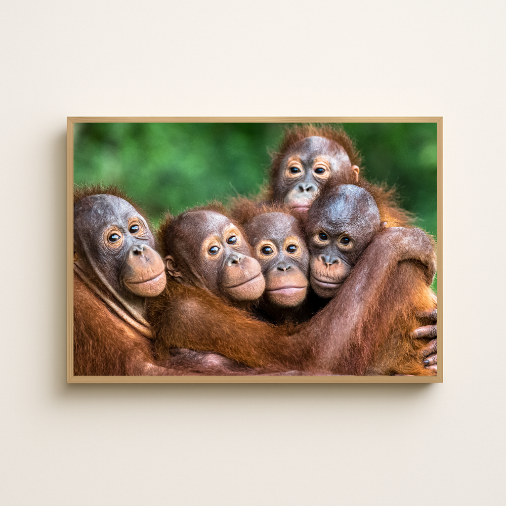 Orang-Utans (Fine Art Print 30x45cm)