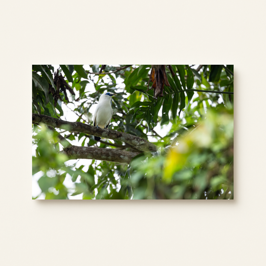"Bali Starling" (Leinwandprint 60x90cm)