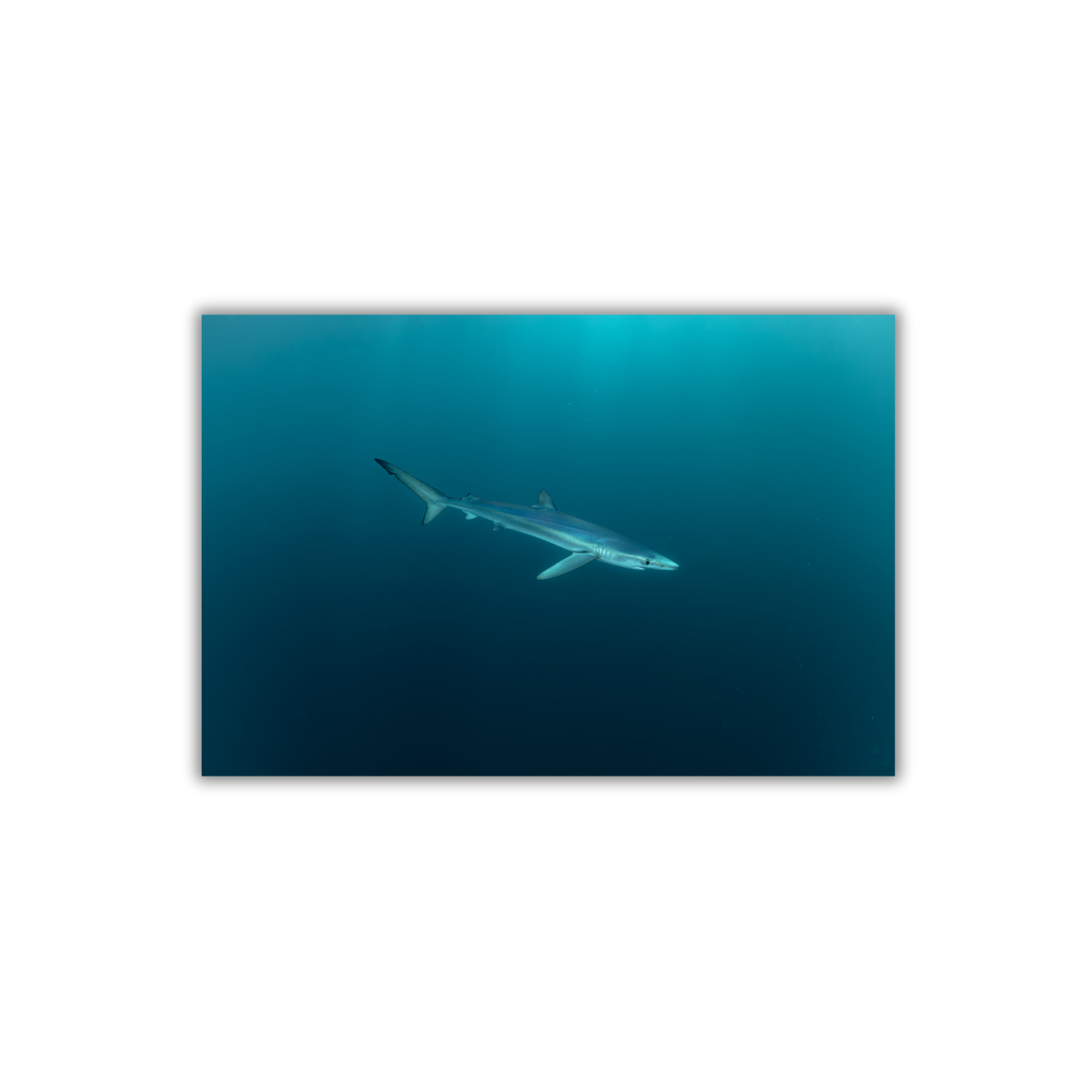 Blauhai 6.0 (Fine Art Print 30x45cm)