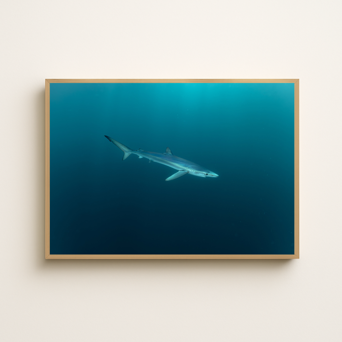 Blauhai 6.0 (Fine Art Print 30x45cm)