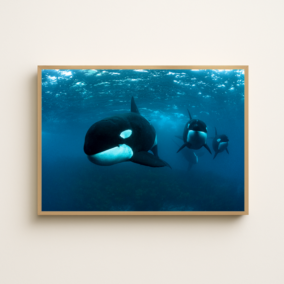 Orca (Fine Art Print 30x45cm)