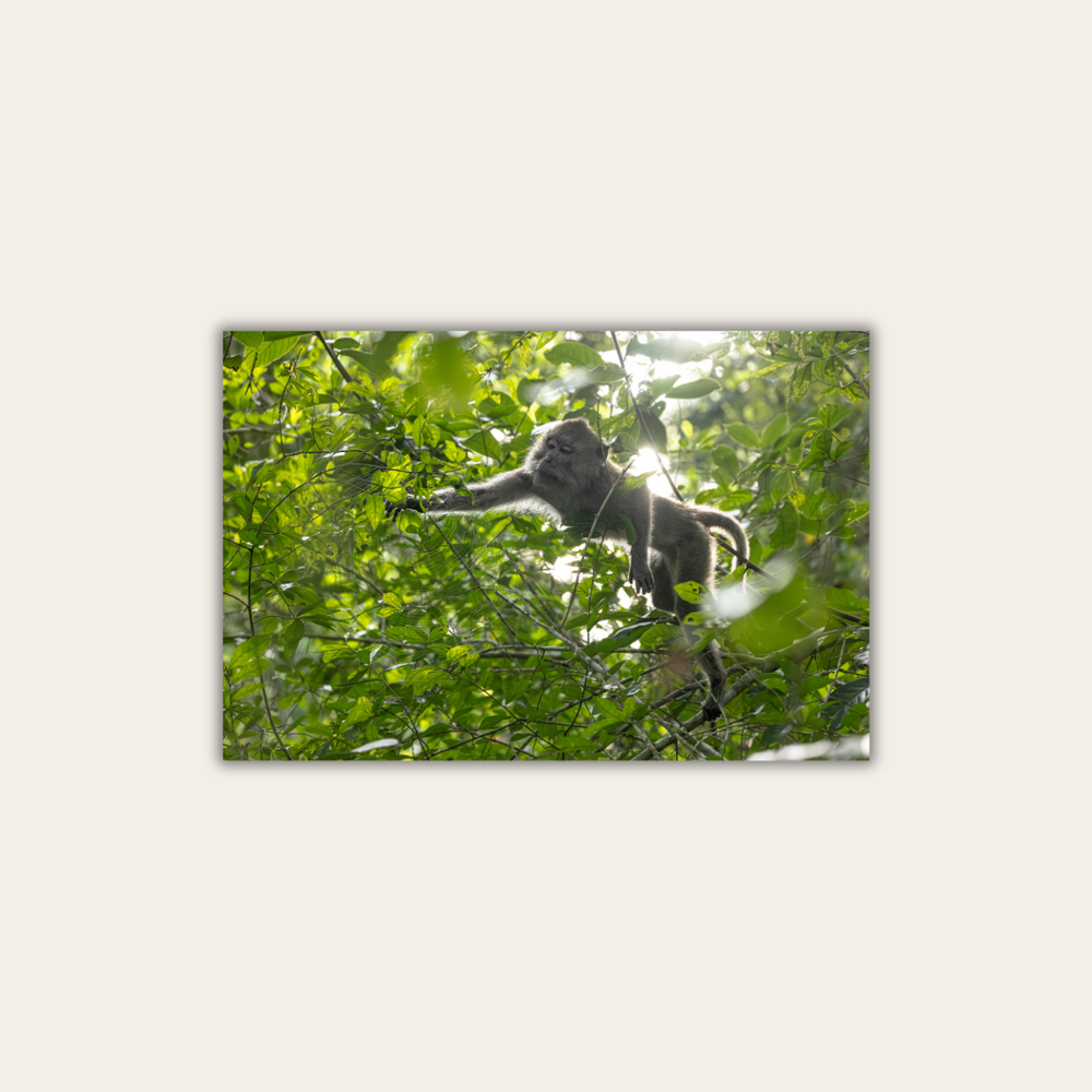 Makake 9.0 (Leinwandprint 60x90cm)