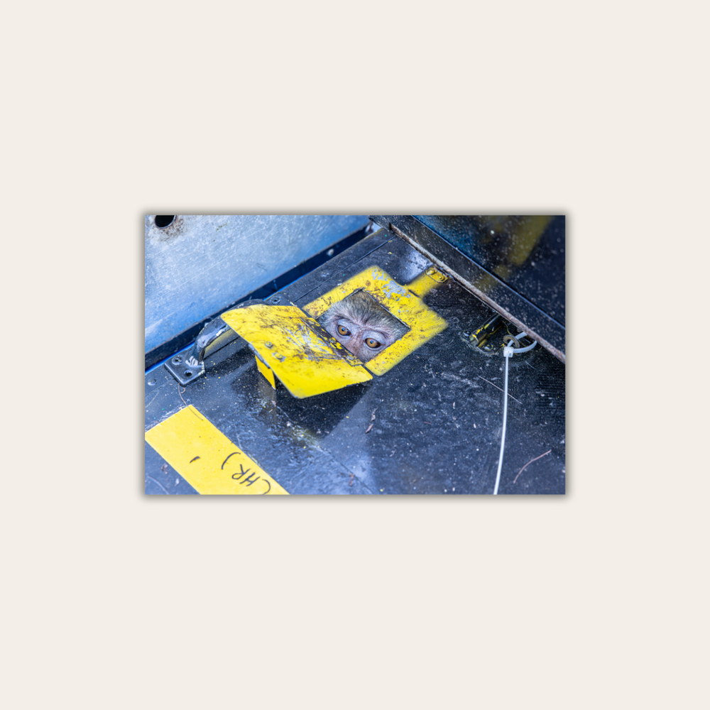 Makake in Gefangenschaft (Leinwandprint 60x90cm)