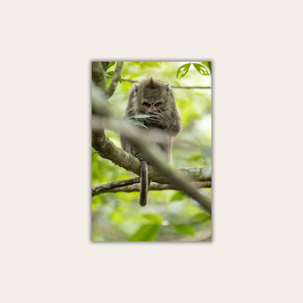 Makake 8.0 (Leinwandprint 60x90cm)