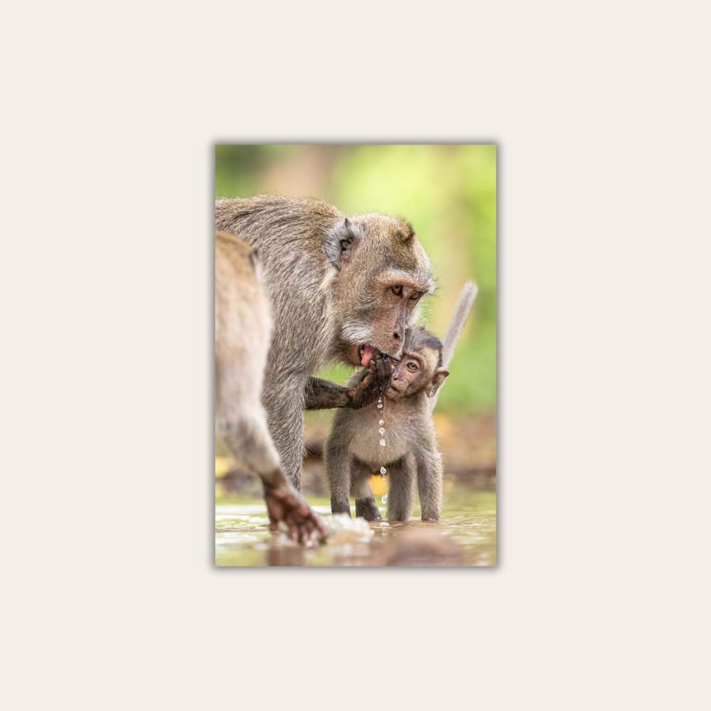 Makake 7.0 (Leinwandprint 60x90cm)