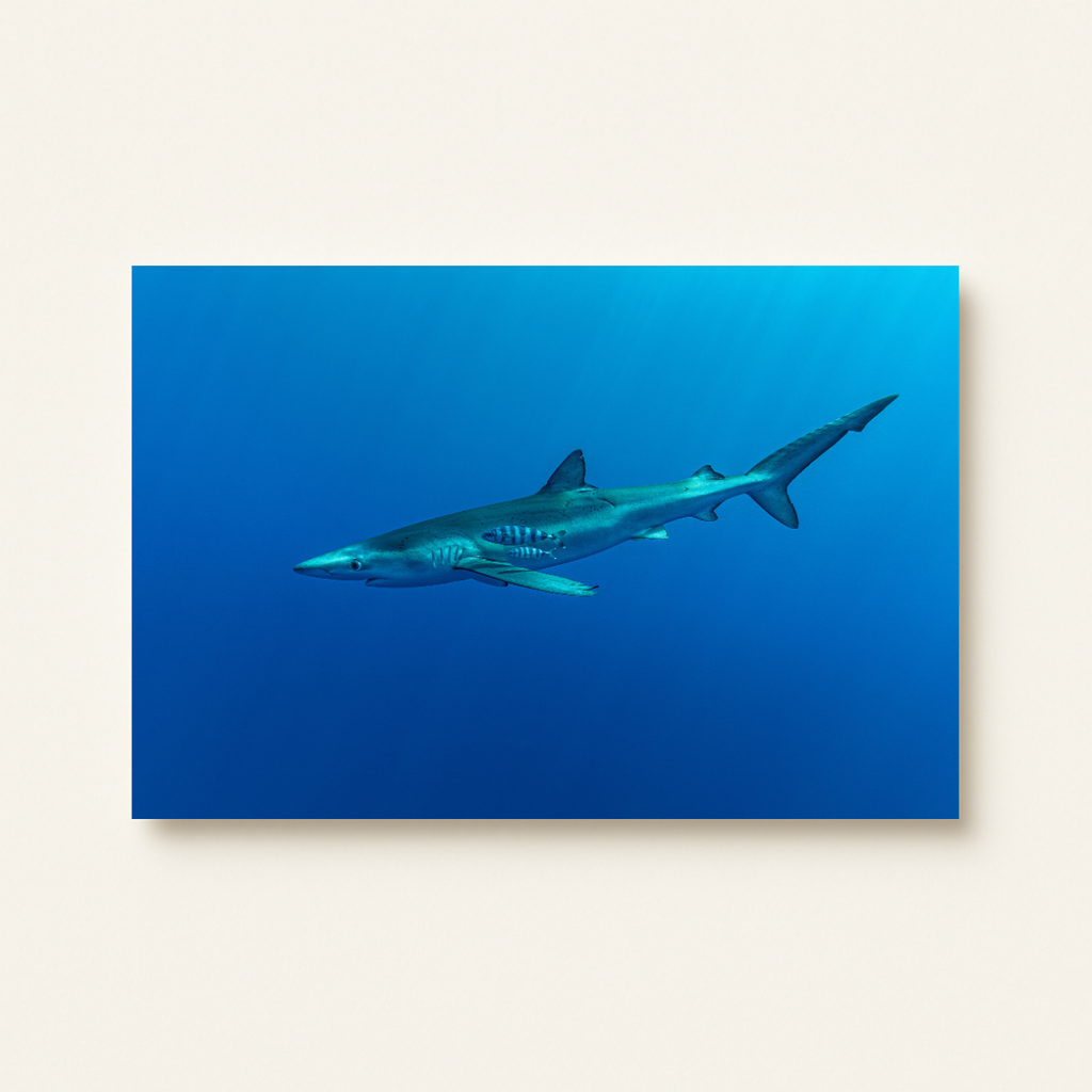 Blauhai 2.0 (Leinwandprint 60x90cm)