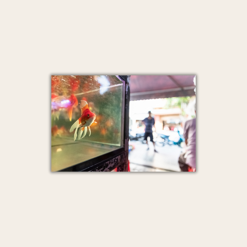 Goldfisch (Leinwandprint 60x90cm)