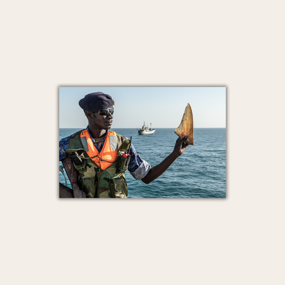 Haiflosse (Leinwandprint 60x90cm)