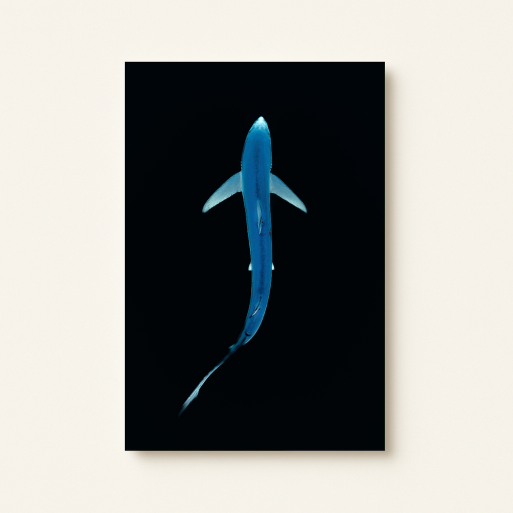 Blauhai 3.0 (Leinwandprint 60x90cm)
