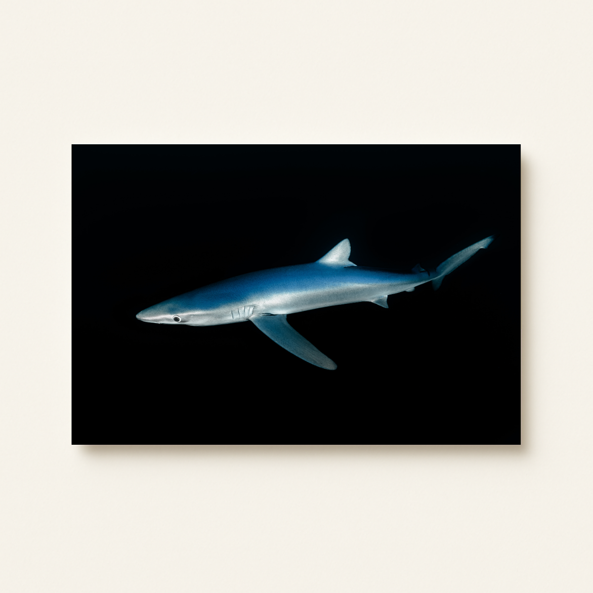Blauhai 4.0 (Leinwandprint 60x90cm)