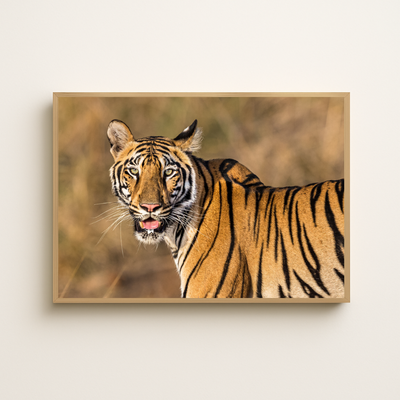 Königstiger (Fine Art Print 30x45cm)