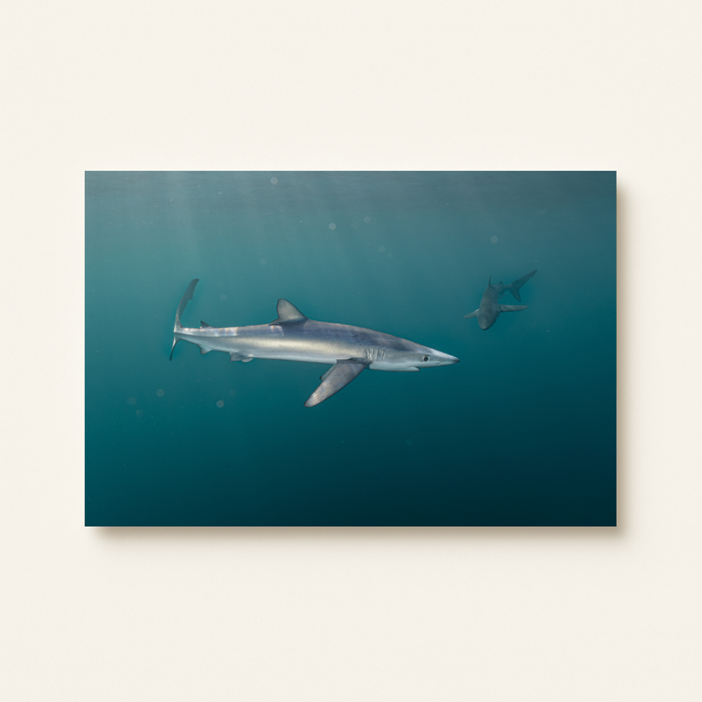 Blauhai 5.0 (Leinwandprint 60x90cm)