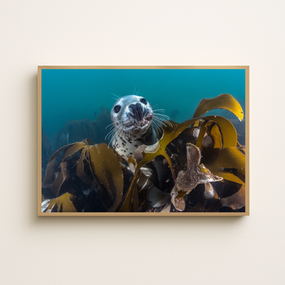 Kegelrobbe unter Wasser (Fine Art Print 30x45cm)