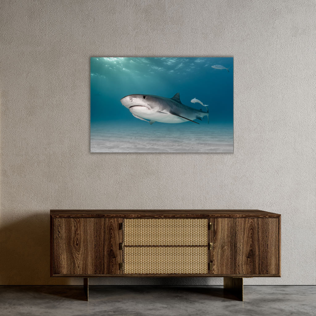 Tigerhai (Leinwandprint 60x90cm)