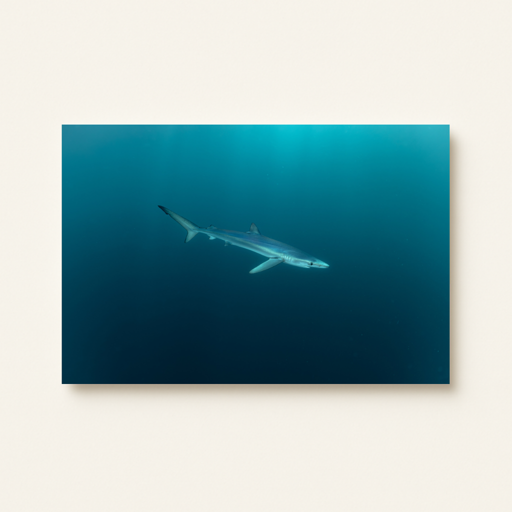 Blauhai 6.0 (Leinwandprint 60x90cm)