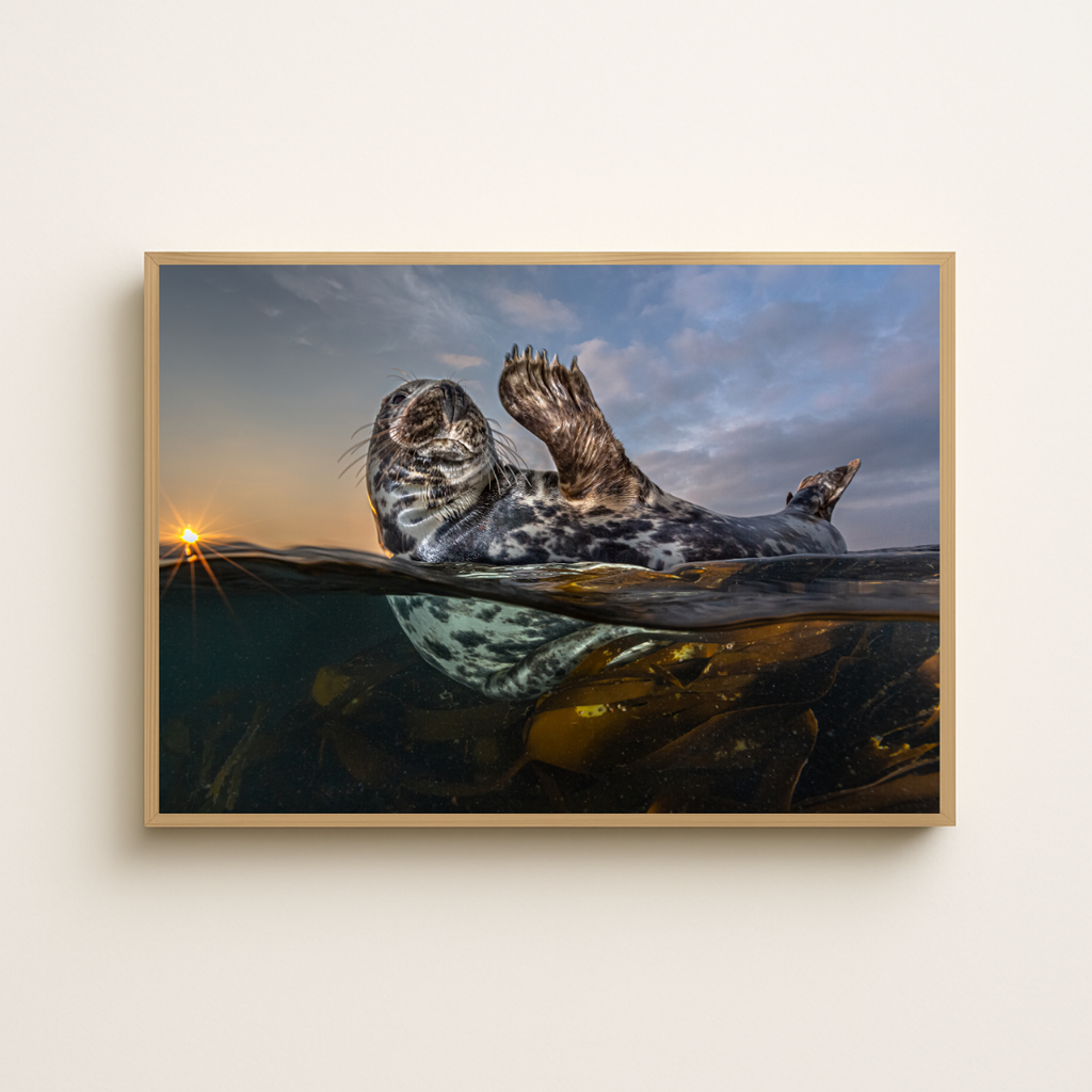 Winkende Robbe (Fine Art Print 30x45cm)