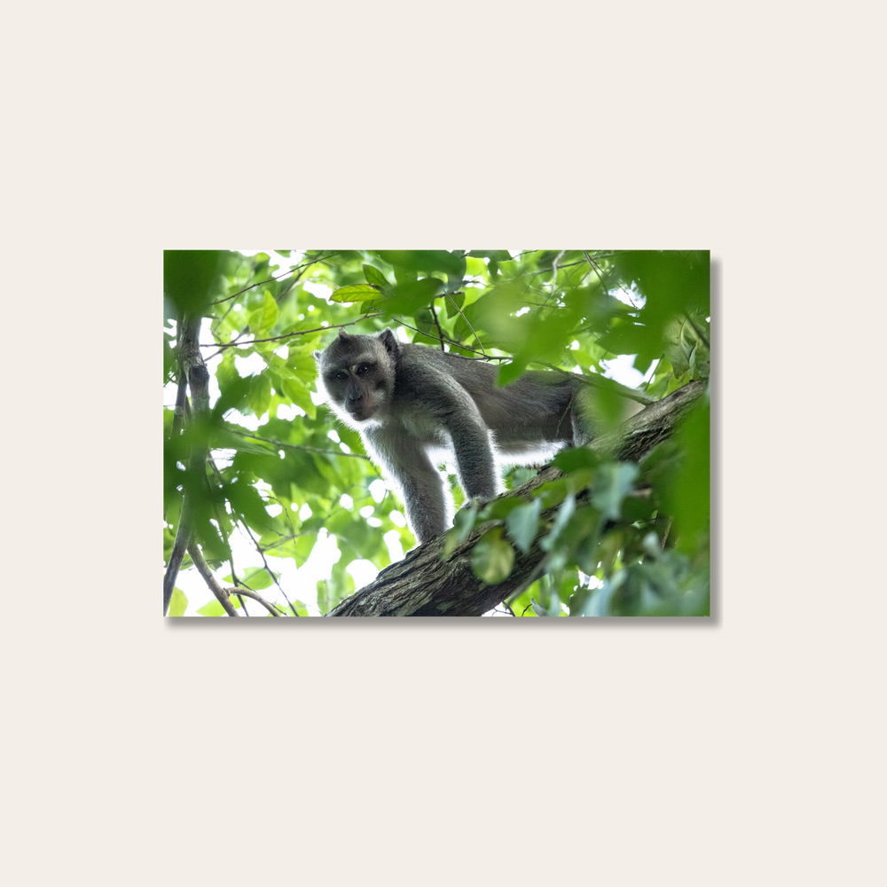 Makake 3.0 (Leinwandprint 60x90cm)