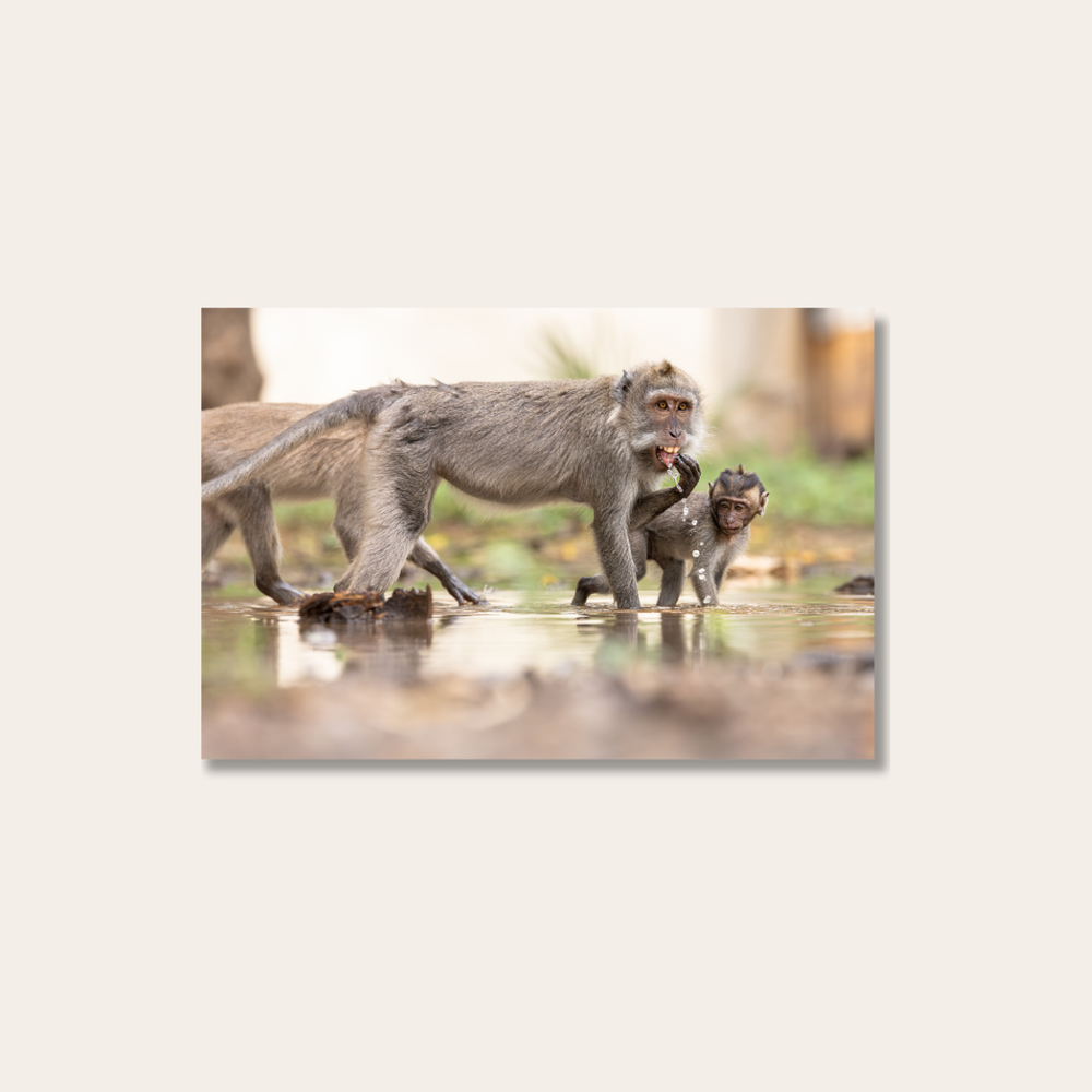 Makake 5.0 (Leinwandprint 60x90cm)