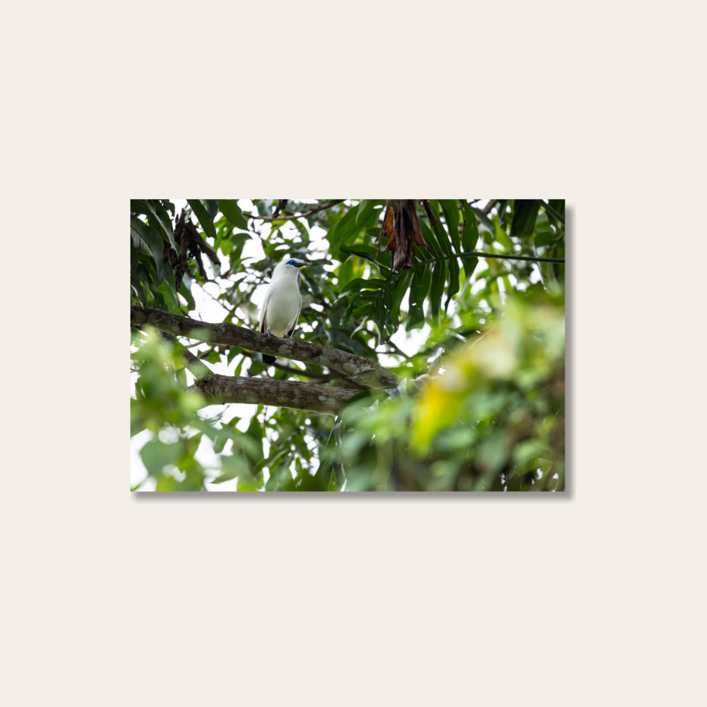 "Bali Starling" (Leinwandprint 60x90cm)