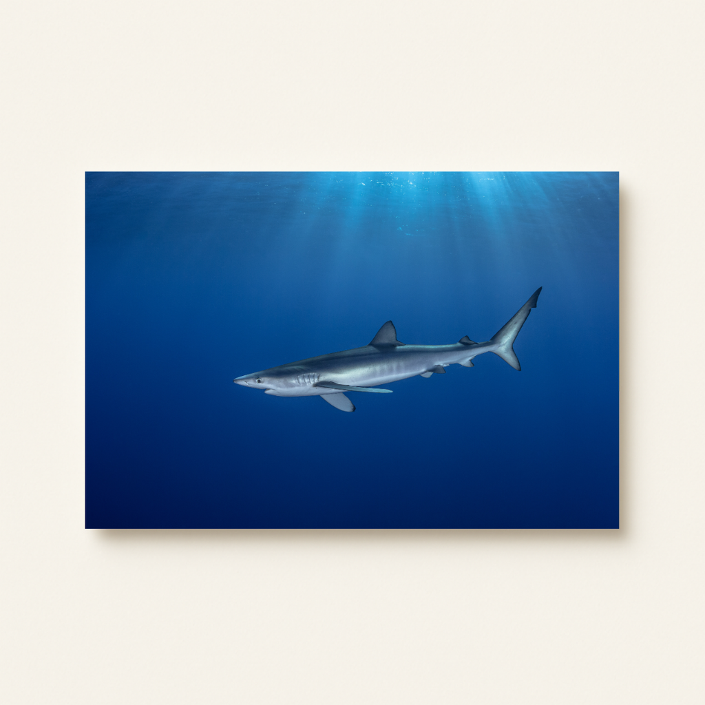 Blauhai 7.0 (Leinwandprint 60x90cm)