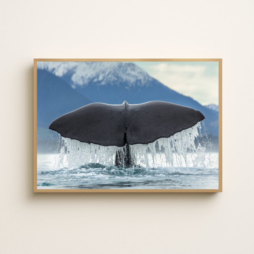 Pottwal-Fluke (Fine Art Print 30x45cm)