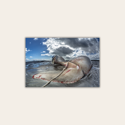 Orca Strandung in Australien (Leinwandprint 60x90cm)