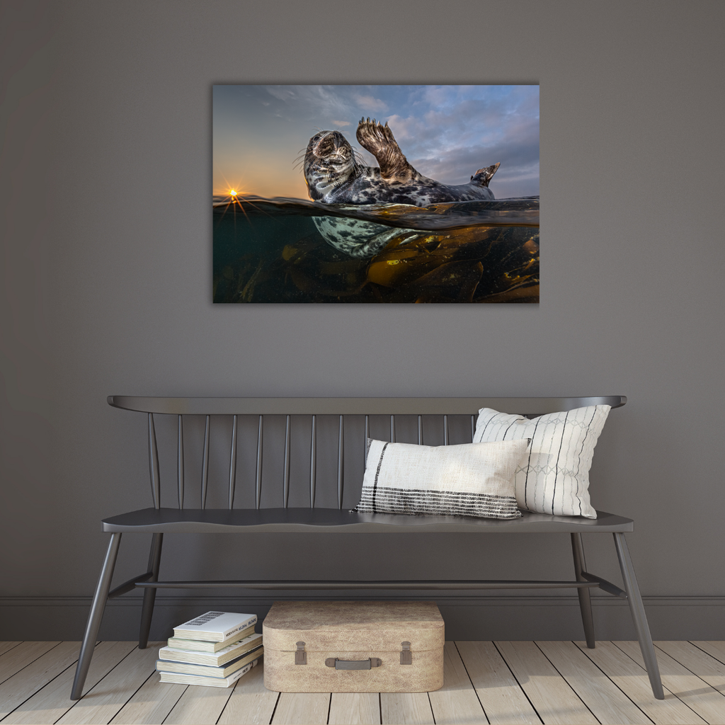 Winkende Robbe (Leinwandprint 60x90cm)