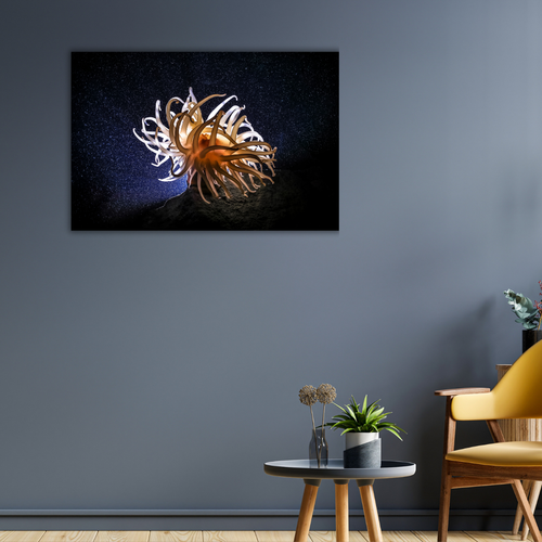 Anemone (Leinwandprint 60x90cm)