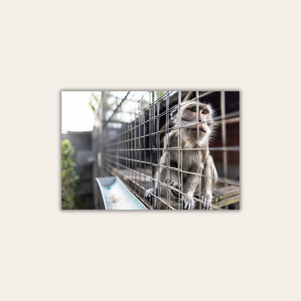 Makake (Leinwandprint 60x90cm)