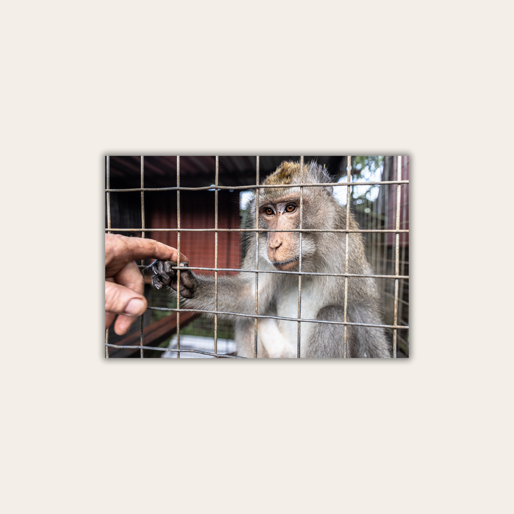 Makake 2.0 (Leinwandprint 60x90cm)