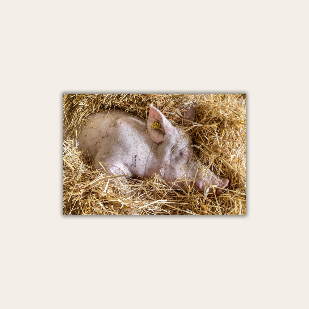 Mission Schwein (Leinwandprint 60x90cm)