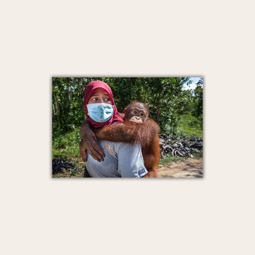 Orang-Utan Rescuecenter (Leinwandprint 60x90cm)