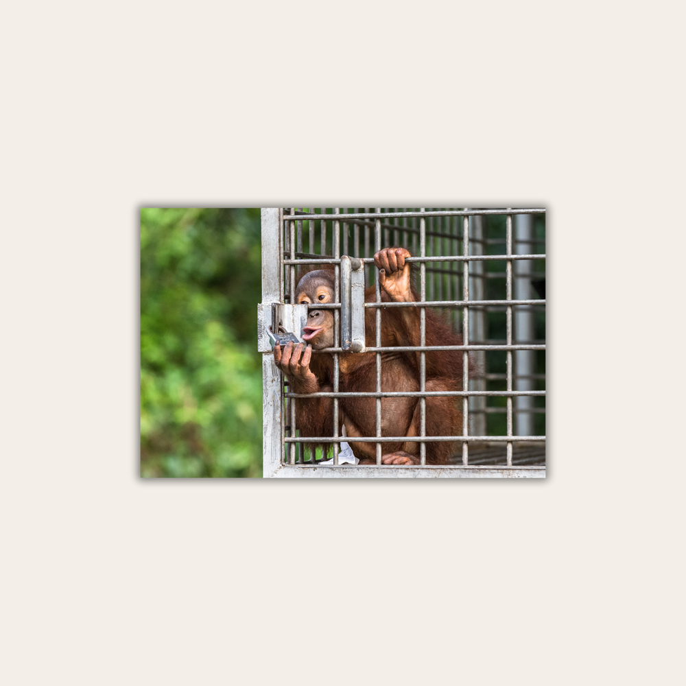 Orang-Utan Rescuecenter 3.0 (Leinwandprint 60x90cm)