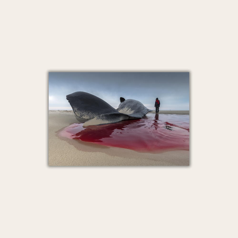 Pottwalstrandung 2.0 (Leinwandprint 60x90cm)