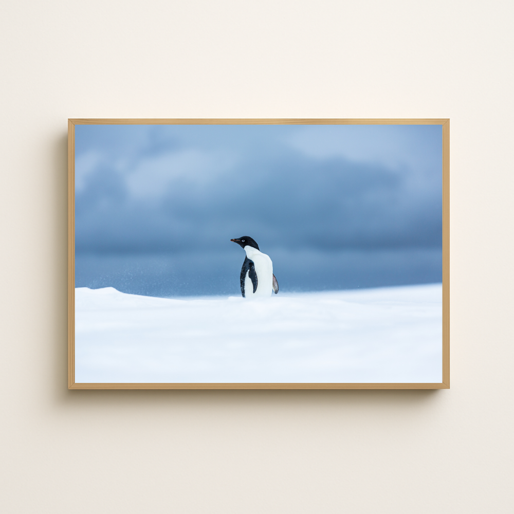 Adeliepinguin (Fine Art Print 30x45cm)