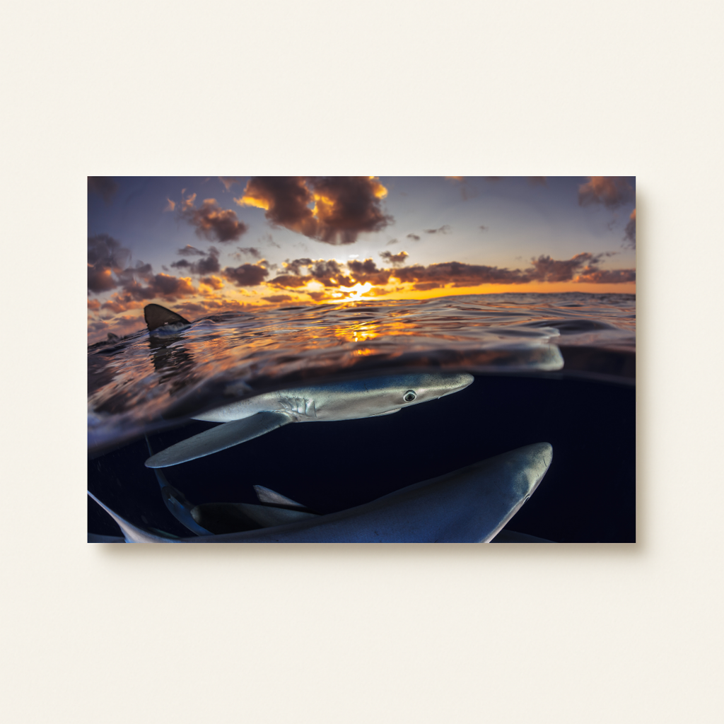 Blauhaie (Leinwandprint 60x90cm)
