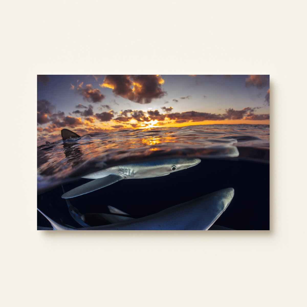 Blauhaie (Leinwandprint 60x90cm)