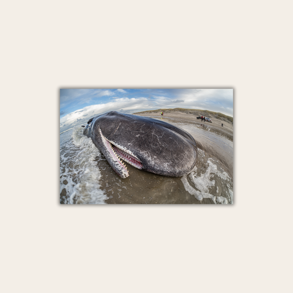 Pottwalstrandung 4.0 (Leinwandprint 60x90cm)